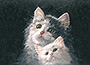 Painting: Cats - 50x60 cm