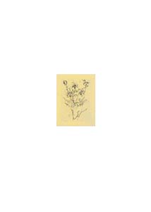 Engraving: Treccani: Flowers cm 35x50