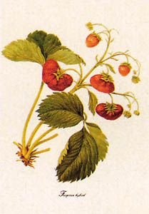 Print: Botanica: Fragaria Hybrid - cm 35x50