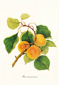 Print: Prunus Armeniaca - cm 18x25