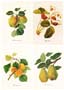 Set of 4 prints: Botany - cm 35x50