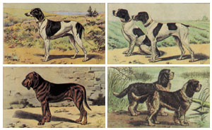 Set of 4 prints: Dogs - cm 50x35