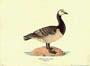 Print: Branta Leucopsis - cm 50x35