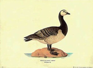 Print: Branta Leucopsis - cm 25x35