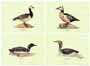 Set of 4 prints: Ducks - cm 50x35