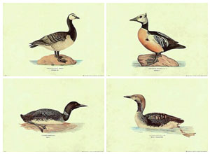 Set of 4 prints: Ducks - cm 50x35