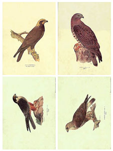 Set of 4 prints: Birds - cm 50x35