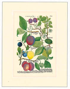 Print: Botanica - 35x50 cm