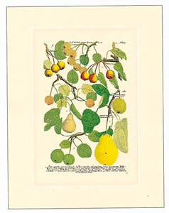 Print: Botanica - 25x35 cm