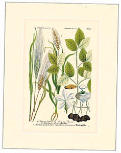 Print: Botanica - 18x24 cm