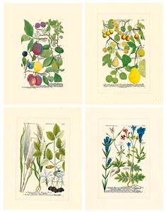 Set of 4 prints: Botanica - cm 18x24
