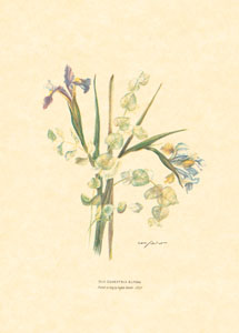 Print: Cut Flowers - cm 13x18