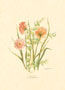 Print: Cut Flowers - cm 50x70