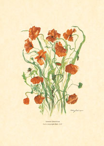 Print: Cut Flowers - cm 50x70