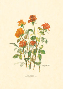 Print: Cut Flowers - cm 25x35