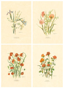 Set of 4 prints: Cut Flowers - cm 25x35