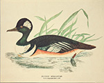 Print: Ducks: Hodded Merganser - cm 30x24