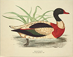 Print: Ducks: Shieldrake - cm 30x24