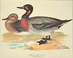 Print: Ducks: Bimaculated Duck - cm 30x24