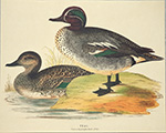 Print: Ducks: Teal - cm 30x24