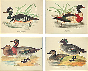 Set of 4 prints: Ducks - cm 30x24
