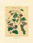 Print: Botanical Herbs - cm 35x50