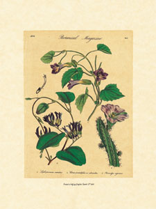 Print: Botanical Herbs - cm 18x24