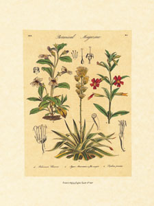 Print: Botanical Herbs - cm 35x50