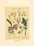 Print: Botanical Herbs - cm 35x50