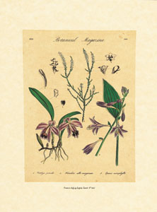 Print: Botanical Herbs - cm 18x24