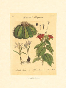 Print: Botanical Herbs - cm 18x24