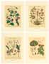 Set of 4 prints: Botanical Herbs - cm 35x50