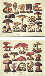 Set of 2 prints: Mushrooms - cm 30x24