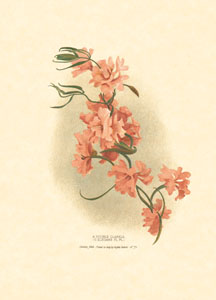 Print: Oriental Flowers - cm 13x18