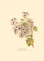 Print: Oriental Flowers - cm 25x35