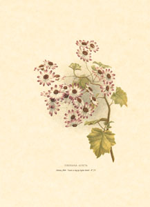 Print: Oriental Flowers - cm 13x18