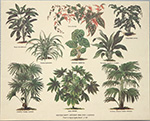 Print: Botany - cm 30x24