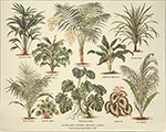 Print: Botany - cm 30x24