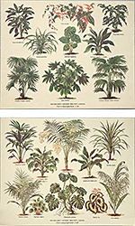 Set of 2 prints: Botany - cm 30x24