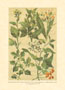 Print: Contry Herbs - cm 25x35