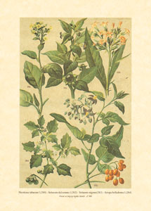 Print: Countries Herbs - cm 13x18