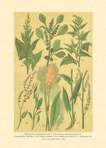Print: Country Herbs - cm 18x24