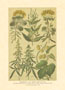 Print: Contry Herbs - cm 25x35