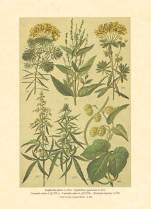 Print: Country Herbs - cm 18x24