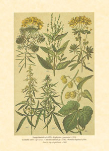 Print: Contry Herbs - cm 25x35