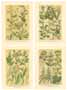 Set of 4 prints: Contry Herbs - cm 25x35