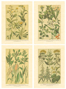 Set of 4 prints: Country Herbs - cm 18x24