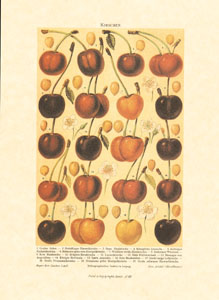 Print: Fruits - cm 50x70