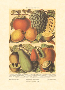 Print: Fruits - cm 50x70