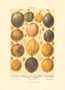 Print: Fruits - cm 50x70